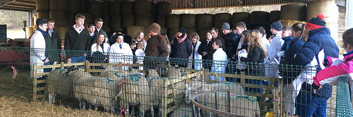 Stock Judging Day 2019